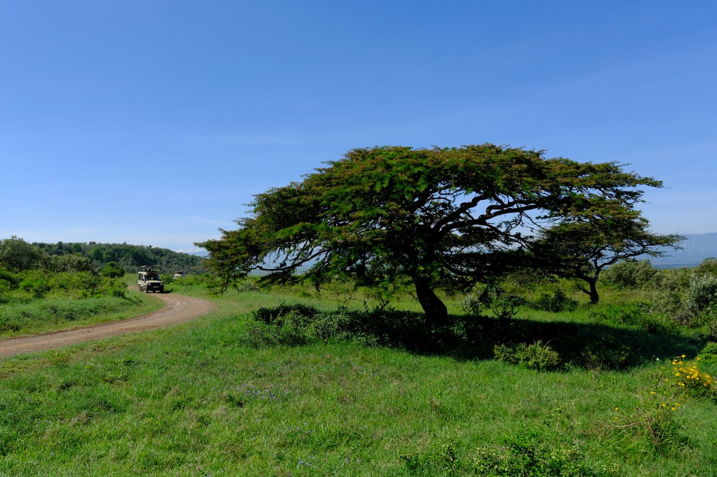 A classic flat-topped acacia tree on the green Kenyan savanna near Nakuru under a bright highland sky, with a track winding through the Rift Valley grassland