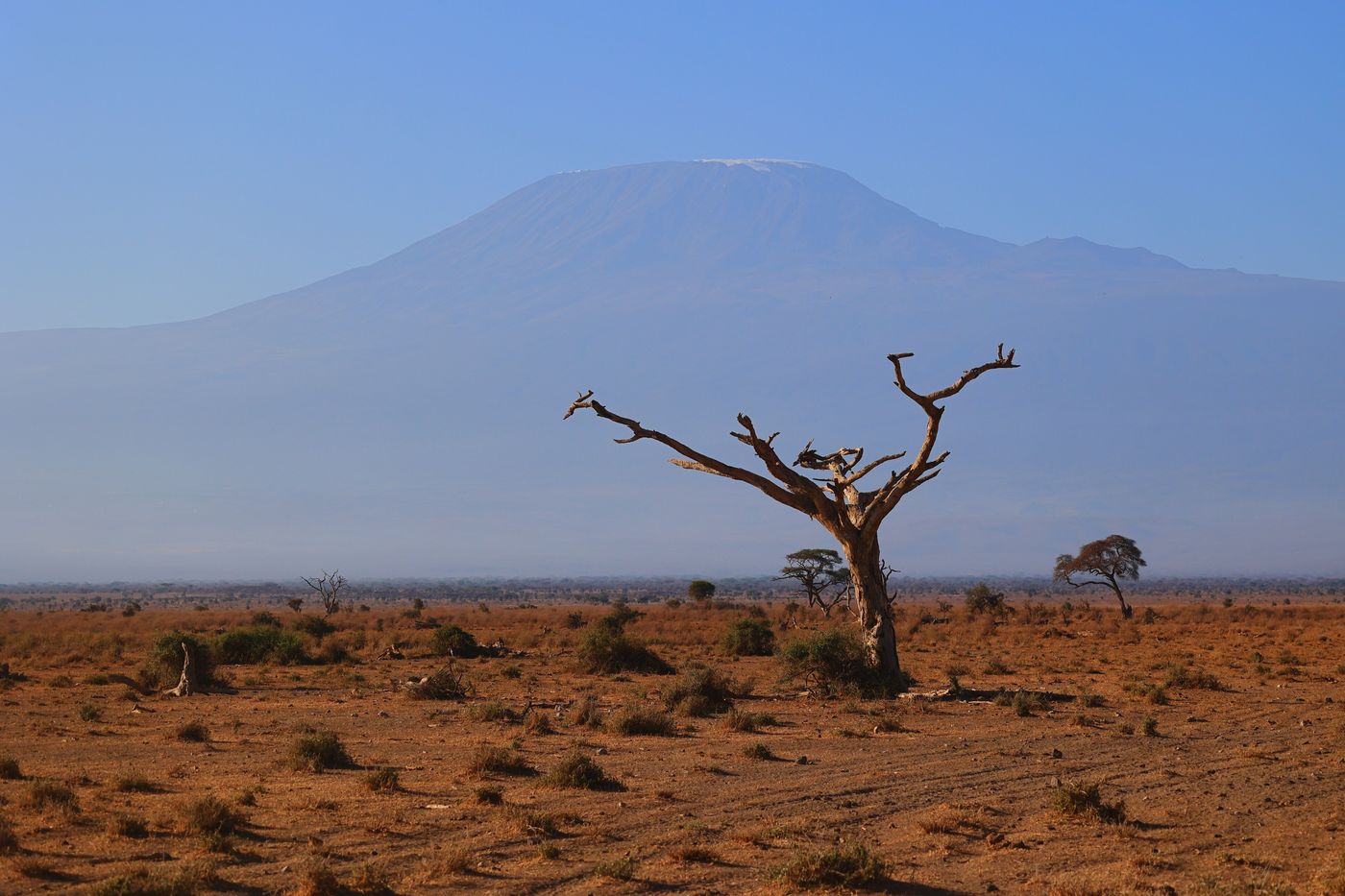 A bare acacia on a dusty, sun-baked plain in Kajiado County, Kenya, with Mount Kilimanjaro rising behind a thick band of dry-season haze that hides its base and blurs the horizon.